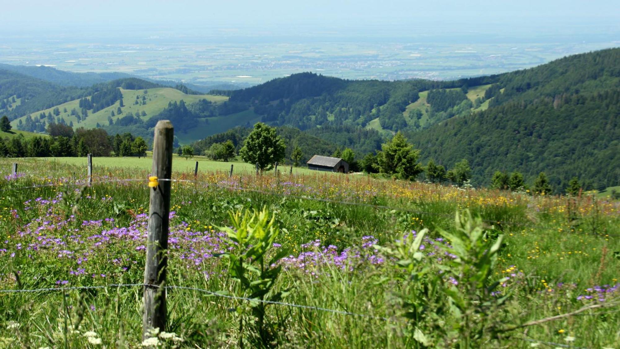 View House, Schauinsland, Black Forest Münstertal Eksteriør bilde